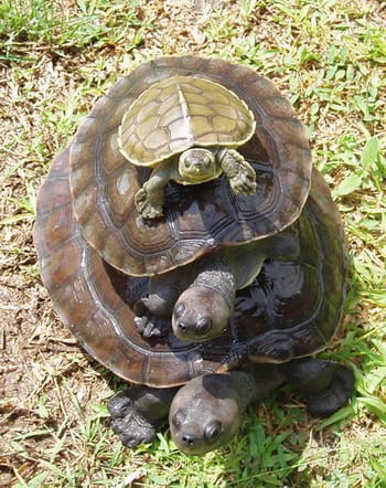 Three turtles stacked on top of one another on grass, with a small turtle perched on the shell of a larger turtle, which in turn sits atop a yet larger turtle, forming a cute pile.